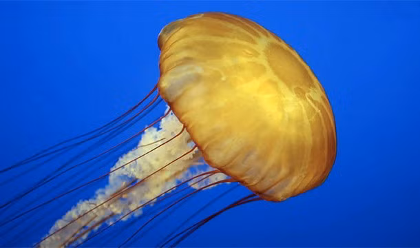 10. Các nhà khoa học đã phát hiện ra một loài sứa có khả năng bất tử trên lý thuyết. Tên của loài sứa này là Turritopsis nutricula, chúng có khả năng tái sinh vô cùng đáng kinh ngạc. (Theo L25)