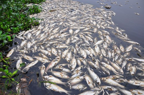 8. Người ta nghĩ rằng cá có thể chết theo nhiều cách chứ không bao giờ chết đuối. Thực tế là cá vẫn chết đuối trong môi trường nước không đủ oxy. (Theo L25)