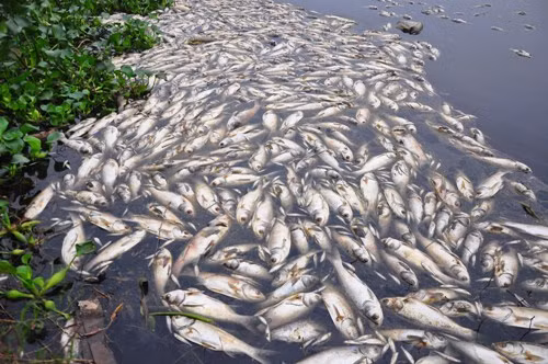 8. Người ta nghĩ rằng cá có thể chết theo nhiều cách chứ không bao giờ chết đuối. Thực tế là cá vẫn chết đuối trong môi trường nước không đủ oxy. (Theo L25)