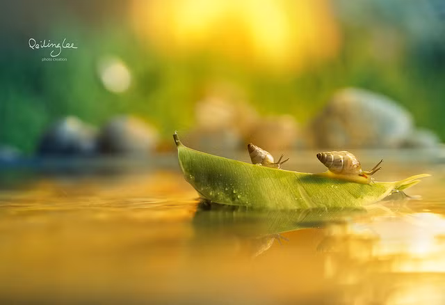 Để hoàn thành bộ ảnh, nhiếp ảnh gia Lee Pei Ling đã phải mất tới 3 năm trời.