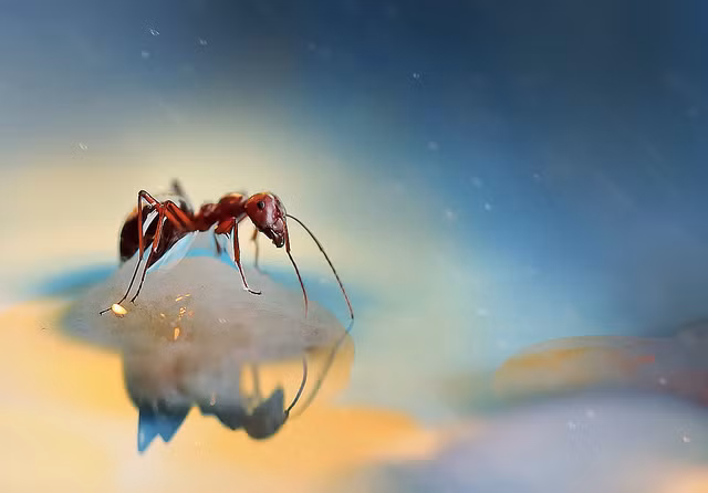 Để chụp được những bức ảnh cận cảnh như thế này, Lee Pei Ling đã phải mất rất nhiều thời gian, tâm huyết để tạo bối cảnh, chuẩn bị đạo cụ. Thông thường, nữ nhiếp ảnh gia sẽ sử dụng hoa, nước, đèn màu, cỏ cây để làm phông nền cho những người mẫu côn trùng tý hon.