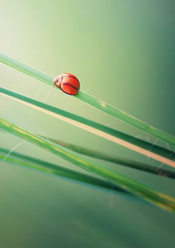 Bộ ảnh "The Bug's Life" của nhiếp ảnh gia người Malaysia, Lee Pei Ling, 38 tuổi khiến người xem như lạc vào một thế giới cổ tích, nơi những động vật nhỏ bé, những con côn trùng có kích thước chỉ vài mm trở nên khổng lồ, khoe mẽ đầy đủ những nét đẹp vốn của chúng.