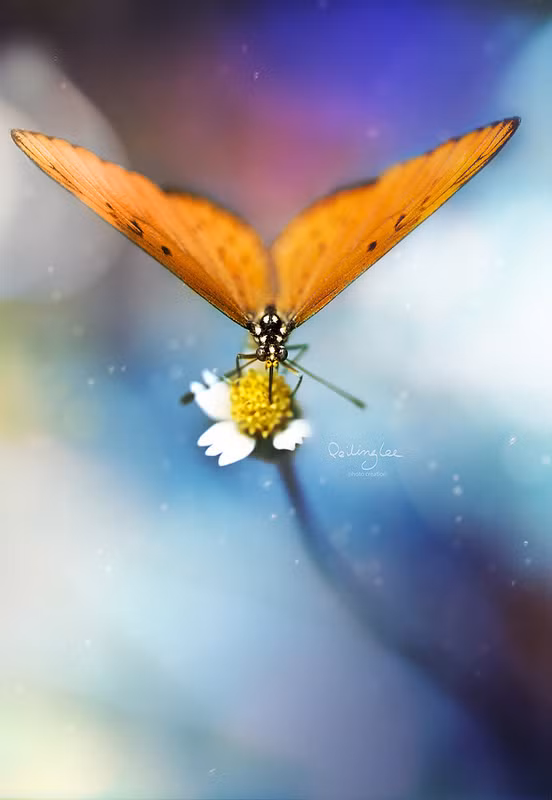 Đó là một thế giới siêu thực ra đời sau nhiều giờ làm việc chăm chỉ của nhiếp ảnh gia. Lee Pei Ling cũng chia sẻ thêm rằng, đối với cô chụp ảnh kiến là khó nhất vì chúng rất nhỏ, di chuyển lại nhanh nhẹn, rất khó nắm bắt được khoảnh khắc ấn tượng.