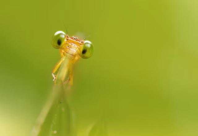 Thông thường sau khi sắp xếp bối cảnh xong xuôi, Lee Pei Ling phải nghĩ cách thu hút những sinh vật nhỏ bé này, sau đó chờ đợi nhiều tiếng đồng hồ để nắm bắt được những giây phút xuất thần của chúng.