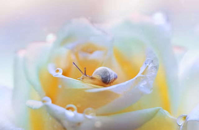 Nhận được nhiều lời khen ngợi của mọi người và cả giới chuyên môn, bộ ảnh "The Bug's Life" đã mang lại danh tiếng cho nữ nhiếp ảnh gia.