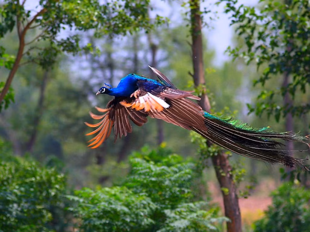 Khi những con chim công trống xòe cánh bay lượn, chúng mang một vẻ đẹp lộng lẫy cực kỳ thu hút, không hề thua kém vẻ đẹp của loài chim phượng hoàng được miêu tả trong truyền thuyết.