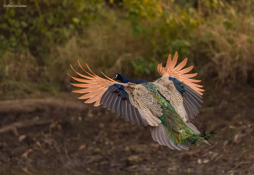 Chim công hay chim khổng tước là tên gọi để chỉ một trong các loài chim thuộc họ Trĩ (Phasianidae), có tên Latinh là Pavo muticus (công, công lục hay công Java), Pavo cristatus (công lam hay công Ấn Độ) hoặc Afropavo congensis (công Congo).