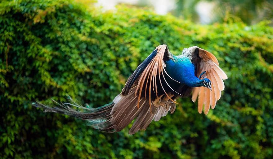 Thực tế, loài chim công có khả năng bay như rất nhiều loài chim khác nhưng chúng rất ít khi sử dụng đến đôi cánh, chỉ khi kẻ thù xuất hiện, cảm thấy bị đe dọa đến tính mạng, loài chim này mới vỗ cánh rời khỏi mặt đất quen thuộc, bay lên bầu trời.