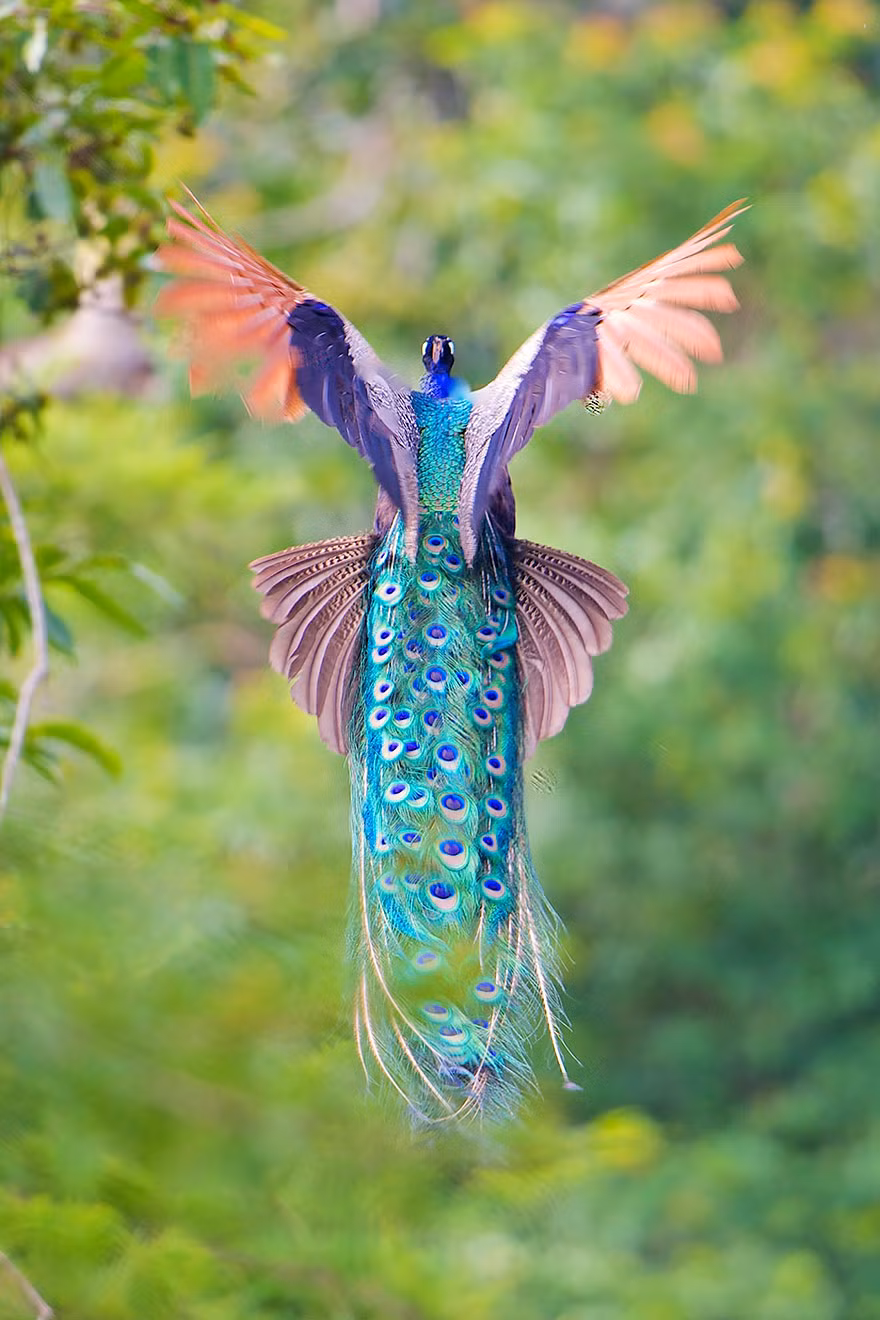 Chim trống có bộ lông màu lục óng ánh, đuôi rất dài, có màu lục ánh đồng, mỗi lông ở mút có sao màu lục xanh, đỏ đồng, vàng, nâu. Mào dài, hẹp thẳng đứng, phần lông mặt của chim công có màu vàng và xanh, khi nó múa đuôi xòe ra hình nan quạt để thu hút chim cái.