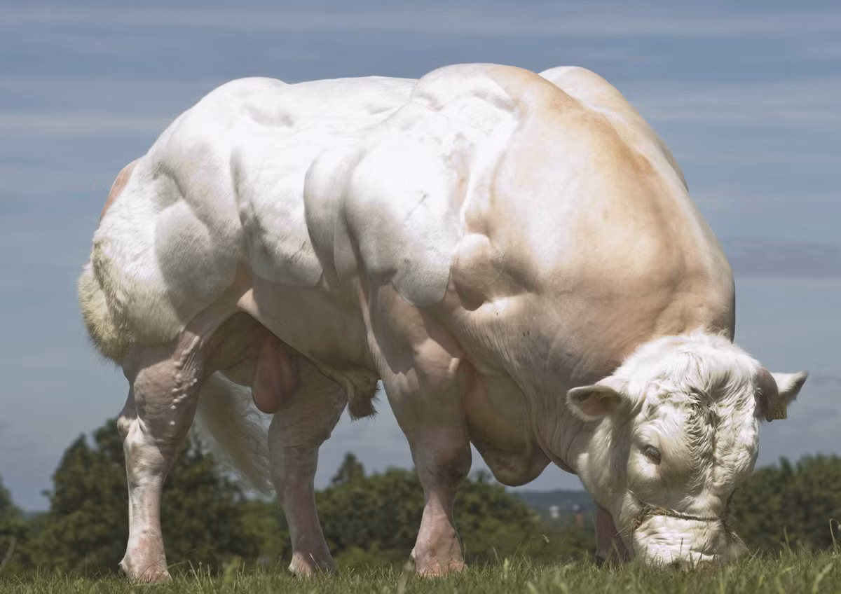 Đột biến này cũng gây trở ngại cho sự lắng đọng chất béo, dẫn đến hiện tượng thịt của bò xanh Bỉ rất nạc. Những con bê con bị đột biến cũng rất lớn, luôn luôn phải sinh mổ mới có thể giữ được mạng sống của cả hai mẹ con.