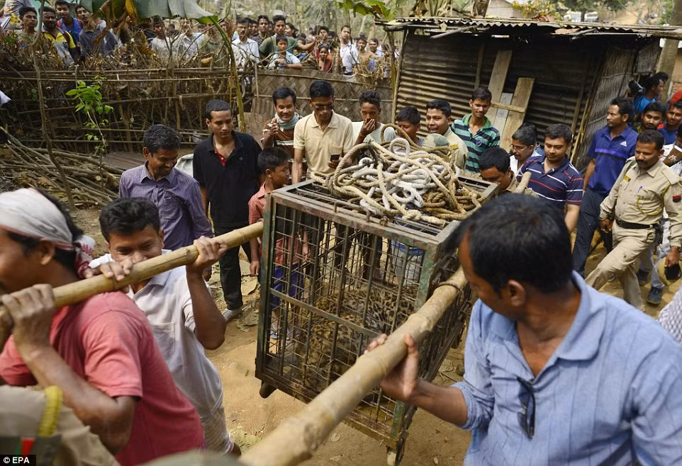 Rất nhiều người dân trong làng đã quây xung quanh khu vực giải cứu để tận mắt chứng kiến màn giải cứu báo đốm táo bạo này.
