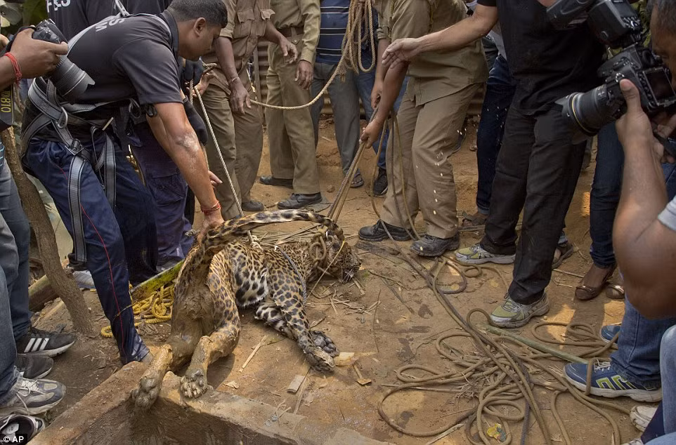 Lúc lên bờ, báo đốm đã mệt mỏi kiệt quệ đến mức không thể đứng dậy, nó ngã gục và nằm xuống đất trong khi người dân vẫn khống chế nó bằng dây thừng.