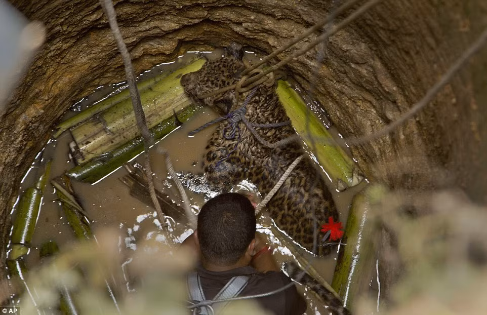 Cuối cùng, một nhân viên cứu hộ đã mạo hiểm mạng sống của mình, trèo xuống giếng để thắt những sợi dây thừng quanh thân con báo đốm. Vừa tiến hành giải cứu, anh vừa an ủi, động viên con báo.