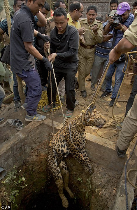 Khoảnh khắc ấn tượng khi con báo đốm được người dân và nhân viên cứu hộ vườn thú Guwahati, Ấn Độ giải cứu thành công.