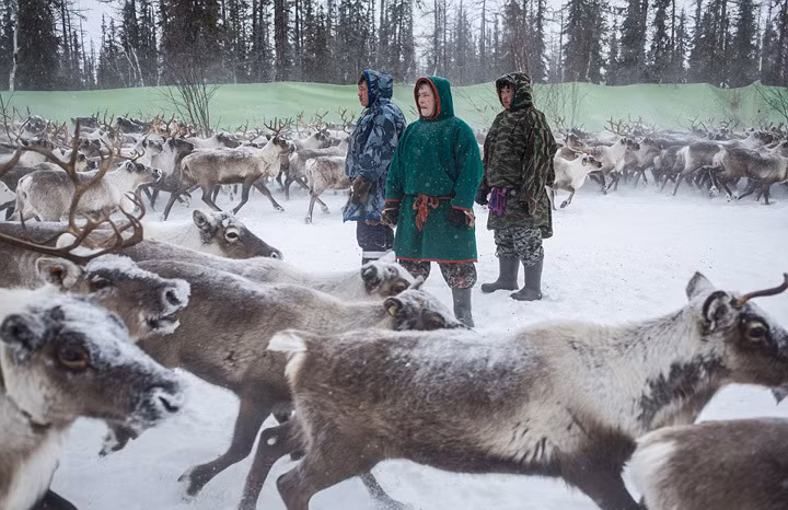 Nhiếp ảnh gia Dmitry Tkachuk đã không quản ngại khó khăn, lặn lội tới vùng đất băng giá Nadym ở miền Bắc nước Nga, sống giữa bộ tộc Nenets, bộ tộc không chỉ nổi tiếng là những người chăn tuần lộc giỏi mà còn bởi thói quen ăn thịt sống và uống máu tuần lộc. (Theo Dailymail)