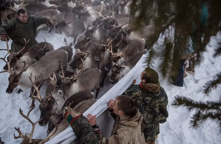 Nhiếp ảnh gia 28 tuổi đã quyết định sống như những người Nenets, đắm mình giữa thiên nhiên và thách thức bản thân vượt qua những giới hạn. Anh đã mặc quần áo, ăn thịt sống, uống máu tươi như những thành viên khác trong bộ tộc du mục này. (Theo Dailymail)