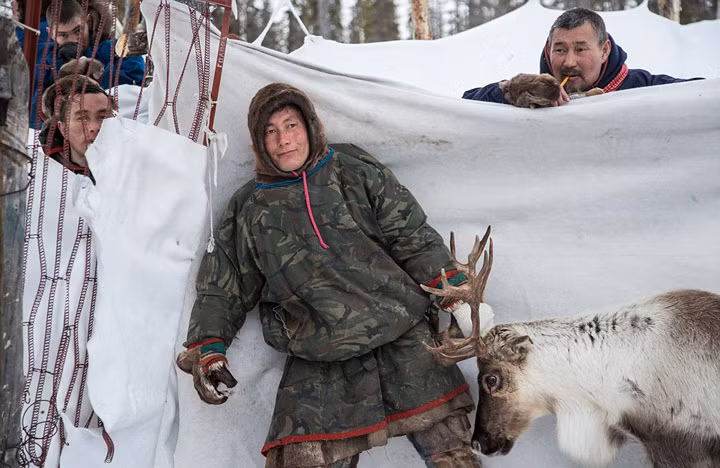 Chia sẻ với tờ Dailymail, Dmitry Tkachuk nói "Tôi muốn hiểu rõ hơn về cuộc sống tự do của họ, tôi mặc trang phục dân tộc, săn hươu, không tắm và ăn thịt sống, uống máu tuần lộc. Tôi đã làm tất cả mọi thứ một người Nenets làm". (Theo Dailymail)