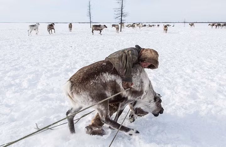Không chỉ vậy, hầu hết những việc nặng nhọc, mệt mỏi đều do những người phụ nữ chịu trách nhiệm như xây dựng, tháo rời lều trại, đốn củi, bổ củi, nấu ăn, may quần áo... (Theo Dailymail)