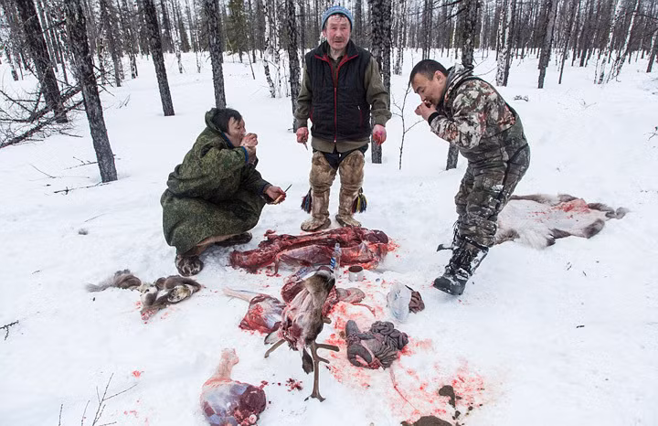 Đây là nơi băng tuyết bao phủ quanh năm,nhiệt độ vào ban đêm có thể xuống tới -34 độ C. Chỉ khi tới mùa hè, người ta mới có thể tìm thấy một vùng lãnh nguyên phía Nam với các loại động, thực vật thưa thớt. Người Nenets có tập tục ăn thịt sống, uống máu tươi của những con tuần lộc. (Theo Dailymail)