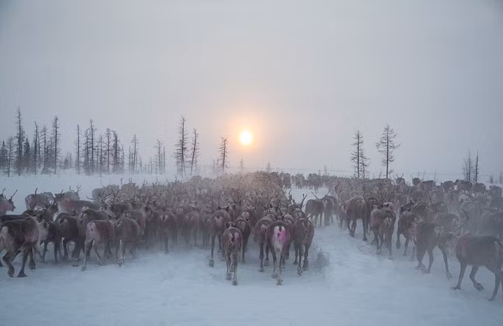 Người Nenets đưa đàn tuần lộc di cư về phía Bắc bán đảo Yamal. (Theo Dailymail)