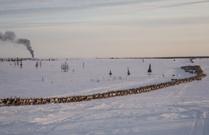Đi đầu sẽ là những người đàn ông kiểm soát, chăn dắt đàn tuần lộc, đi cuối cùng sẽ là những người mang lều bạt, dụng cụ để di cư. (Theo Dailymail)