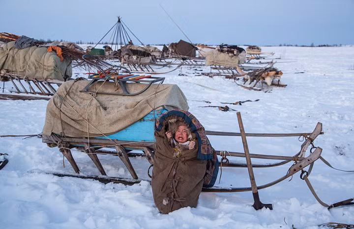 Trẻ em trong bộ tộc Nenets được ra ngoài chơi thoải mái bởi xung quanh khu vực người Nenets dựng lều trại có rất ít thú hoang. (Theo Dailymail)