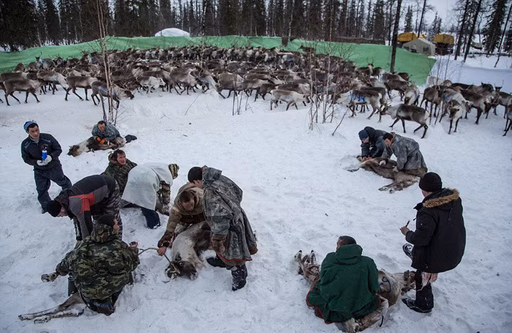 Bộ tộc Nenets có dân số khoảng hơn 40.000 người, sinh sống và tồn tại chủ yếu dựa vào việc chăn nuôi tuần lộc, khu vực sinh sống của họ nằm trên bán đảo Yamal thuộc khu tự trị Yamal-Nenets, Tây Bắc Siberia, Nga. (Theo Dailymail)
