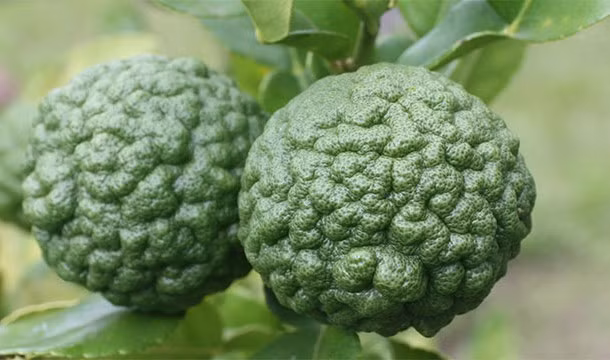 Quả Markut Lime, là một loại trái cây họ cam quýt có nguồn gốc từ vùng nhiệt đới châu Á , bao gồm Ấn Độ, Nepal, Bangladesh, Thái Lan, Indonesia, Malaysia và Philippines. Loài quả này trông khá giống những quả chanh héo và thực sự chúng cũng vị khá giống như vị chanh. Trái cây và lá được sử dụng trong ẩm thực Đông Nam Á và tinh dầu được sử dụng làm nước hoa.