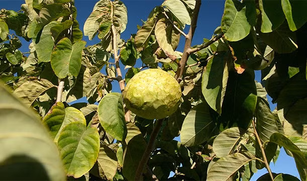 Quả Cherimoya hay còn gọi là quả kem, tuy vỏ ngoài xanh nhưng bên trong lại trắng ngà giống như kem vani, ăn rất ngọt và thơm, được nhiều người yêu thích.
