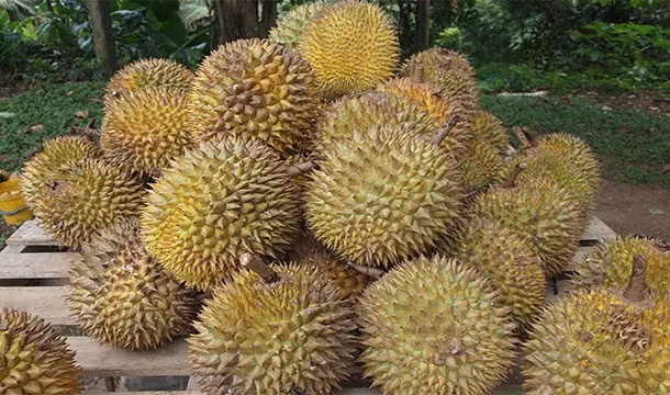 Quả sầu riêng, mặc dù thực tế sầu riêng có vị ngậy, béo rất ngon miệng nhưng nó nổi tiếng là trái cây kỳ quái có mùi hôi khủng khiếp nhất thế giới. Ở một số nước châu Á, loại quả này bị cấm bày bán ở những nơi công cộng.