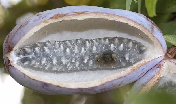 Quả mộc thông, tên khoa học là Akebia, có vỏ màu xanh tím, trông khá bắt mắt. Cây mộc thông là dạng cây bụi, có nguồn gốc ở Nhật Bản, Trung Quốc và Hàn Quốc, mặc dù được coi là cây xâm hại ở một số bang của Mỹ nhưng tại Nhật Bản, loài cây này khá phổ biến, được ưa chuộng.