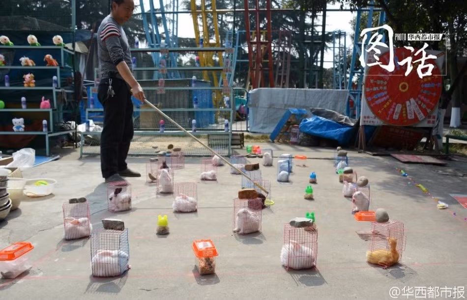 Nhiều người cho rằng hành động của tiểu thương chỉ đam mê lợi nhuận này là quá độc ác và tàn nhẫn, không màng đến tính mạng của những động vật nhỏ đồng thời cũng khuyên các bậc cha mẹ hãy đưa con tránh xa khu vực diễn ra trò chơi phi nhân đạo này.