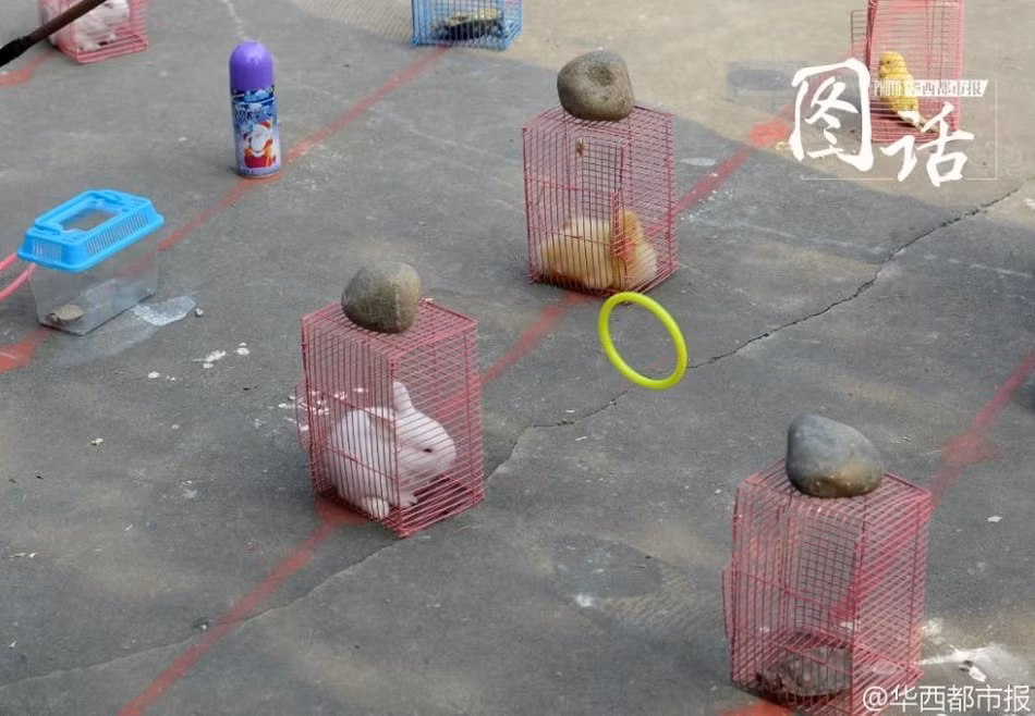 Trò chơi này là trò chơi ném vòng lấy phần thưởng được cải biến. Thông thường, người chơi sẽ ném vòng vào những chiếc cột gỗ, nếu vòng lọt trúng, ôm trọn cột gỗ rơi xuống sẽ nhận được một phần quà là những con thú bông nhỏ nhắn, đáng yêu.