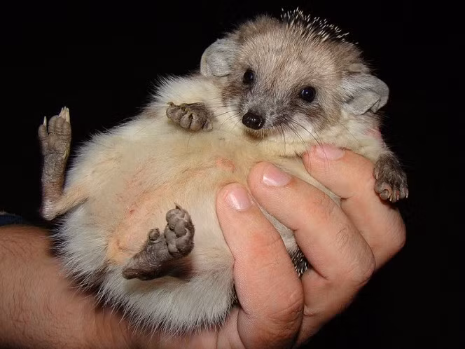 Nhím tai dài đáng yêu nhất thế giới có những thính giác và khứu giác tuyệt vời, giúp chúng săn mồi cực tốt. Gai của chúng được bọc vào trong vỏ cơ độc đáo có thể tạo thành một túi gai dựng đứng, hình thành cơ chế phòng vệ tuyệt đối. (Nguồn Boredom)