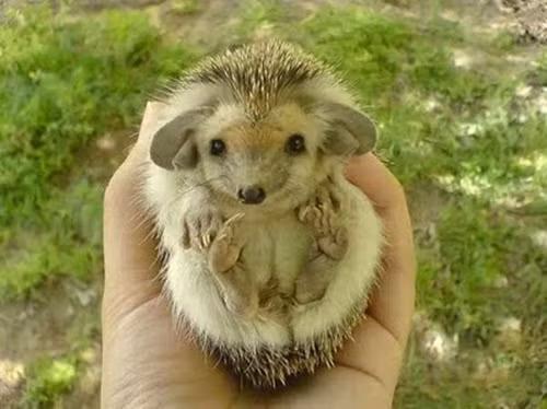 Nếu bạn nghĩ loài nhím gai nhỏ bé là loài nhím đáng yêu nhất thì bạn đã sai, vẫn còn một đại diện loài nhím có vẻ ngoài "đốn tim" con người ngay từ cái nhìn đầu tiên, đó là loài nhím tai dài. (Nguồn Boredom)