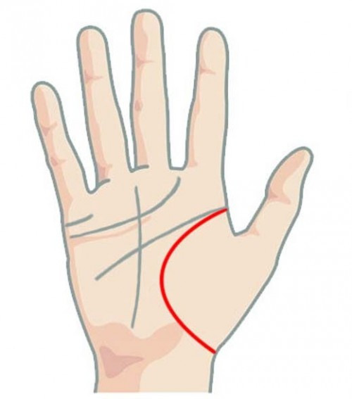 Đường sinh mệnh cong, dài, đậm chứng tỏ bạn là người có sức khỏe cực kỳ tốt.