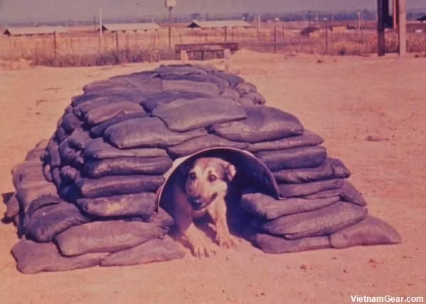 Tuy nhiên, khi chiến tranh kết thúc chỉ có khoảng 200 chú nghiệp vụ được Mỹ triển khai tại Việt Nam còn sống sót. Rất nhiều trong số đó bị bỏ mặc hoặc bị bức tử khi người Mỹ rút quân. Với họ các thành viên K9 chỉ là phương tiện phục vụ chiến tranh không hơn không kém. Một chú chó tại căn cứ quân sự Khe Sanh của Mỹ được xây hẳn... hầm trú ẩn. Nguồn ảnh: Pinterest.