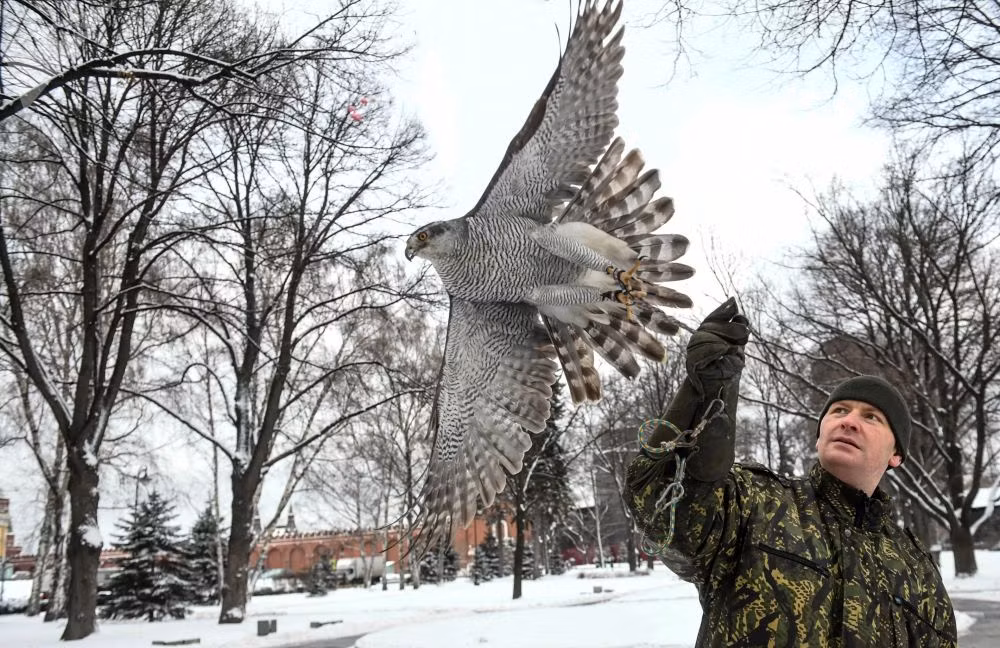 Trong tự nhiên, chỉ cần nhìn thấy bóng dáng của chim ưng, diều hâu hay chim cú là những đàn quạ dù đông hơn cũng sẽ chạy "mất dép". Nguồn ảnh: Sputnik.
