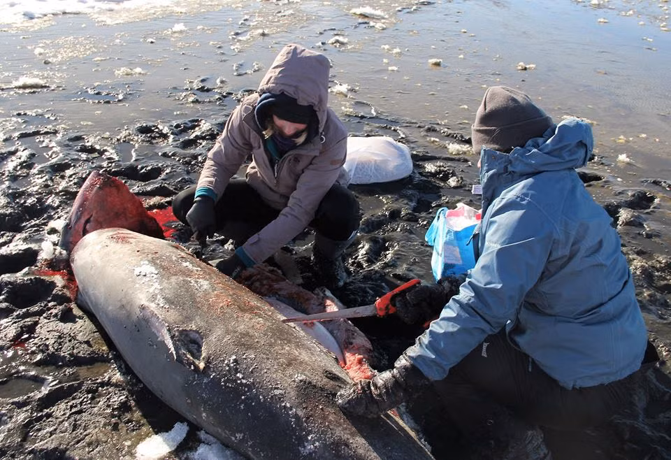 Hai con cá mập đã dạt vào bờ biển Massachusetts hôm thứ 4