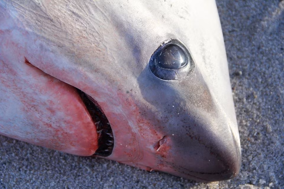 Tổ chức Bảo tồn Cá mập trắng Đại Tây Dương (AWSC) cho biết chúng có thể chết vì "sốc lạnh".