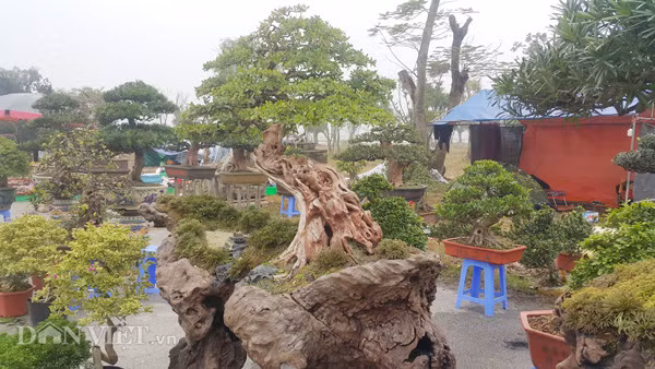 Cây Linh Sam của anh Thịnh có tuổi đời lên đến gần 300 năm tuổi và cao gần 2m.