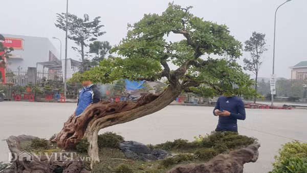 Cây linh sam của anh Thịnh có dáng siêu cực đẹp, một phần thân bị lũa càng làm cho cây thêm phần cổ kính.