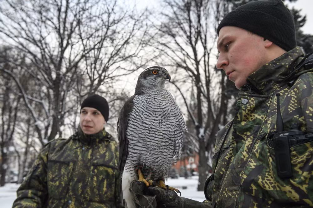 Ban đầu, sự việc có vẻ không có gì to tát nhưng sau này, các nhà khoa học ở Moscow phát hiện ra rằng trong phân của quạ có lượng axit rất lớn, có thể làm hỏng phần mái vòng làm bằng vàng ròng trên nóc điện Kremlin. Nguồn ảnh: Sputnik.