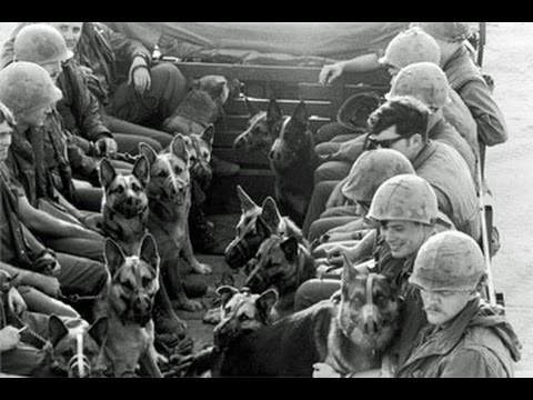 Một phần các thành viên K9 bị bỏ mặc là do sau một thời gian sử dụng, quân đội Mỹ và chư hầu nhận thấy những chú chó này hoạt động không hiệu quả trên chiến trường miền Nam Việt Nam. Nguồn ảnh: Pinterest.