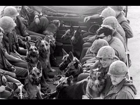 Một phần các thành viên K9 bị bỏ mặc là do sau một thời gian sử dụng, quân đội Mỹ và chư hầu nhận thấy những chú chó này hoạt động không hiệu quả trên chiến trường miền Nam Việt Nam. Nguồn ảnh: Pinterest.