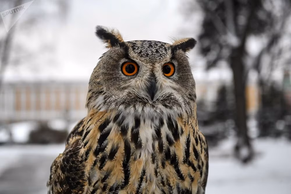 Trong tự nhiên, "thiên địch" của quạ chính là những loài như diều hâu, chim ưng và chim cú. Nguồn ảnh: Sputnik.