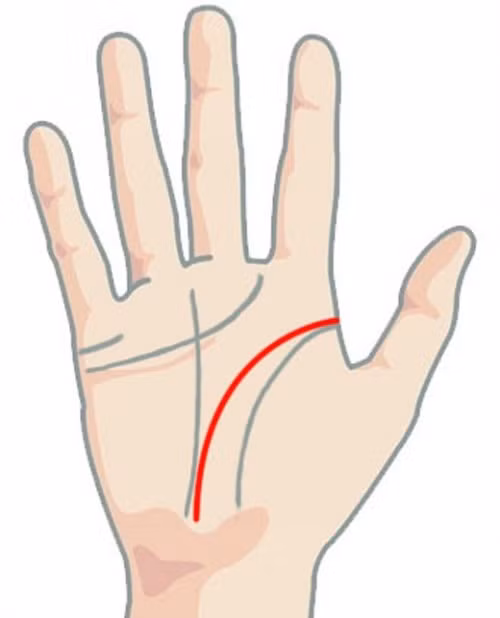 Đường trí đạo, to sâu, đậm, rõ nét và hướng xuống dưới, bạn là người có tâm tính ổn định, ngay thẳng.