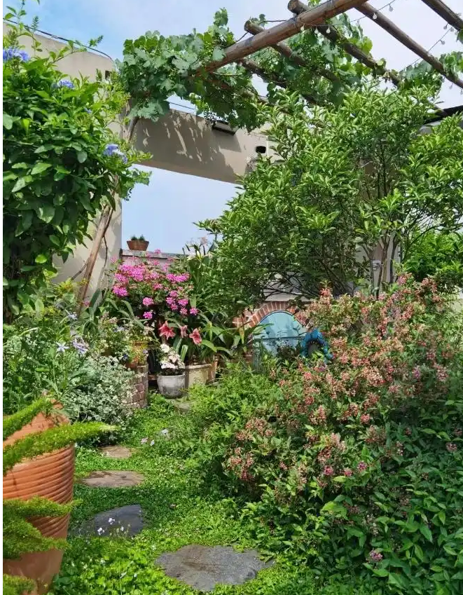 Cô giáo biến khu nhà của mình thành vườn hoa đẹp rực rỡ - Hình 8 Co giao bien khu nha cua minh thanh vuon hoa dep ruc ro-Hinh-8