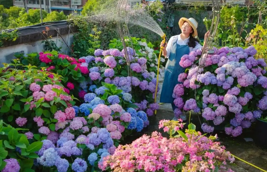 Cô giáo biến khu nhà của mình thành vườn hoa đẹp rực rỡ - Hình 2 Co giao bien khu nha cua minh thanh vuon hoa dep ruc ro-Hinh-2