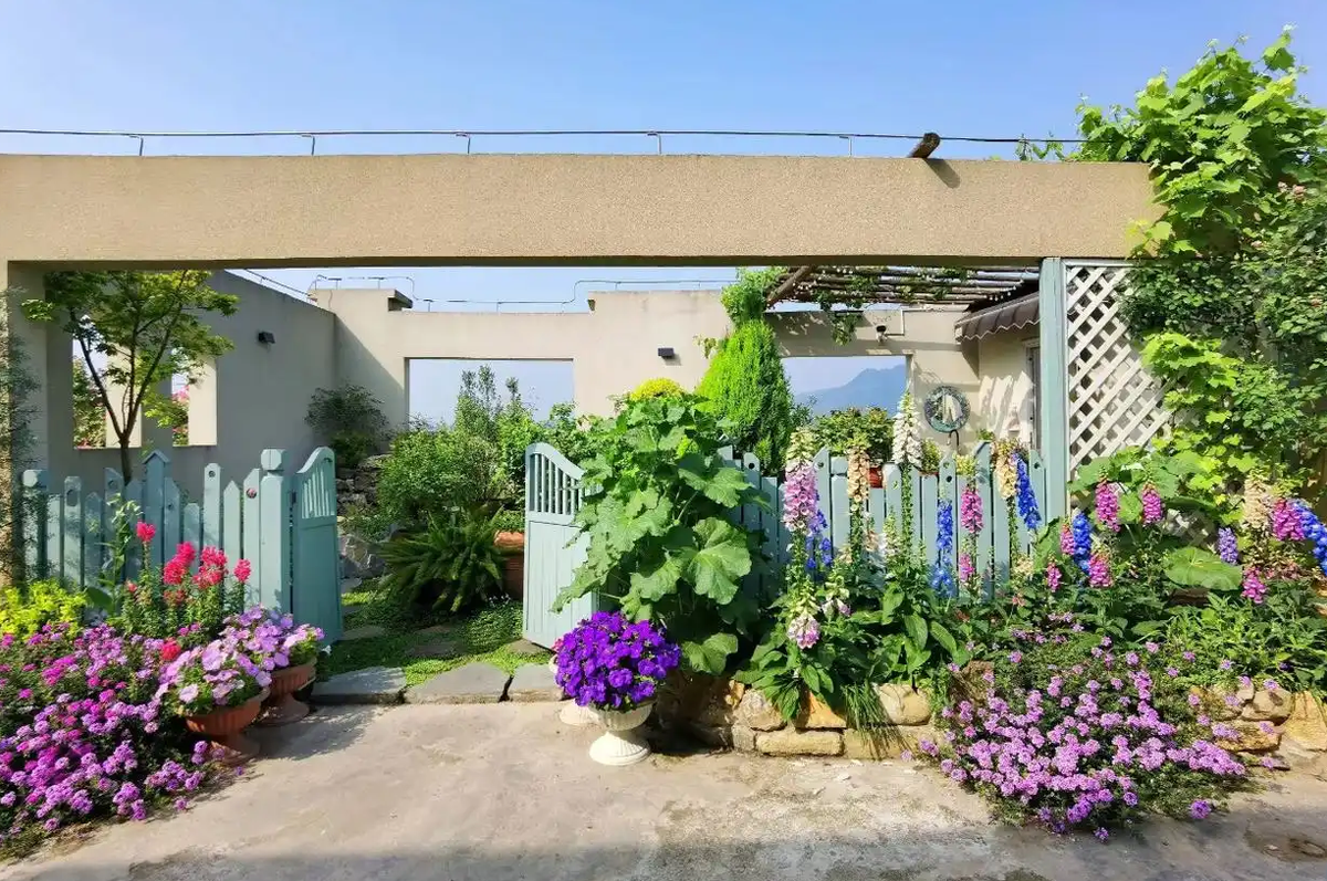 Cô giáo biến khu nhà của mình thành vườn hoa đẹp rực rỡ - Hình 6 Co giao bien khu nha cua minh thanh vuon hoa dep ruc ro-Hinh-6